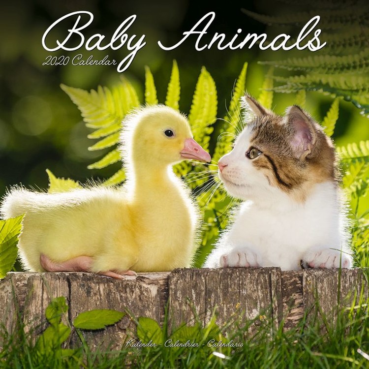 Calendar 2027 Baby Animals