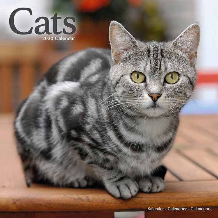 Koledar 2027 Cats