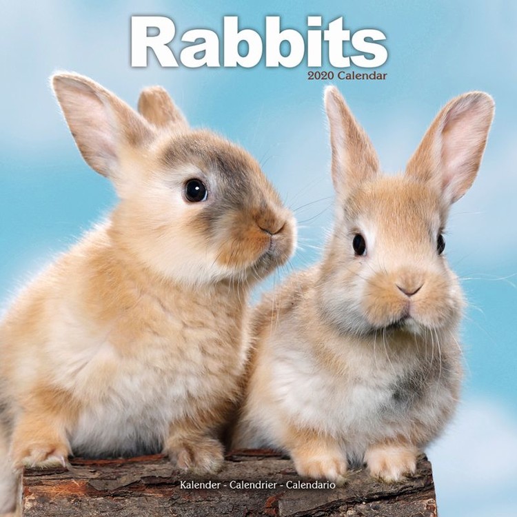 Kalenteri 2027 Rabbits