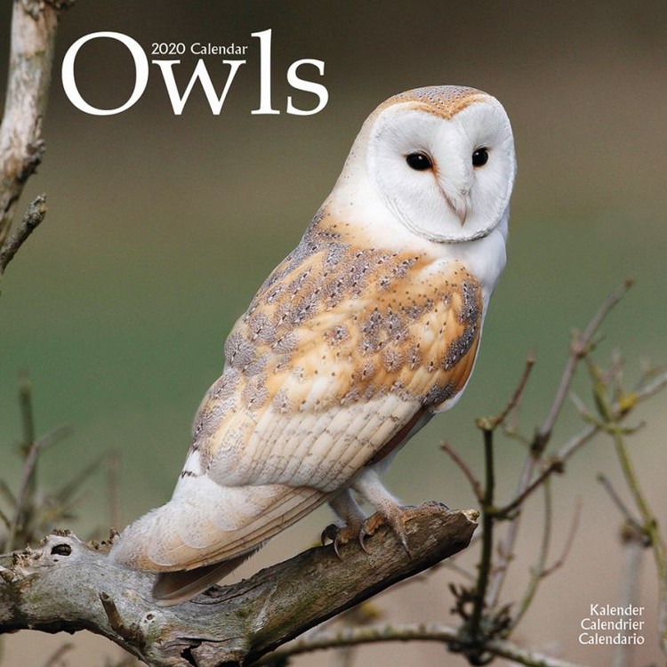 Kalenteri 2027 Owls