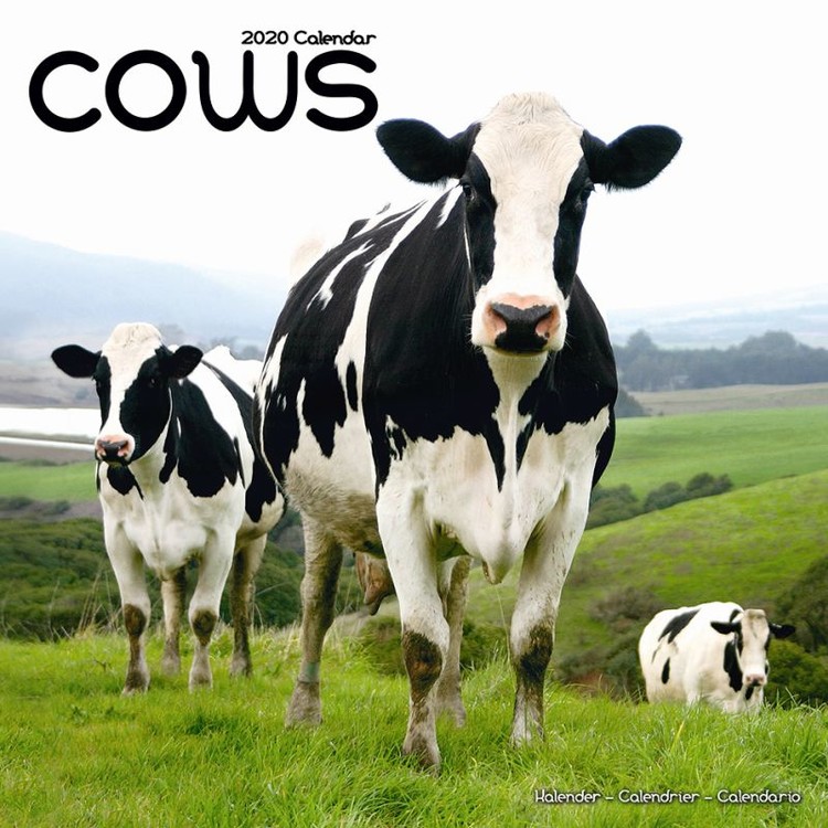 Kalenteri 2027 Cows