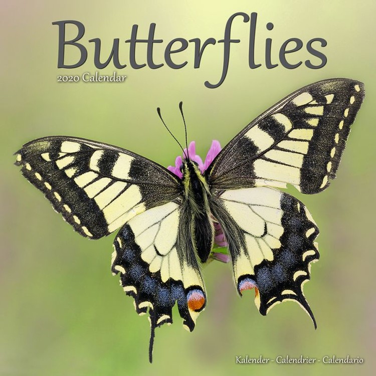 Kalenteri 2027 Butterflies