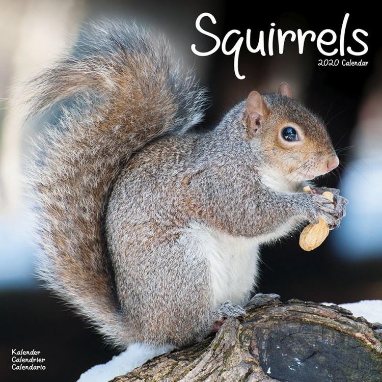 Kalenteri 2027 Squirrels