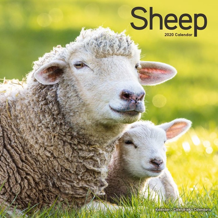 Календар 2027 Sheep