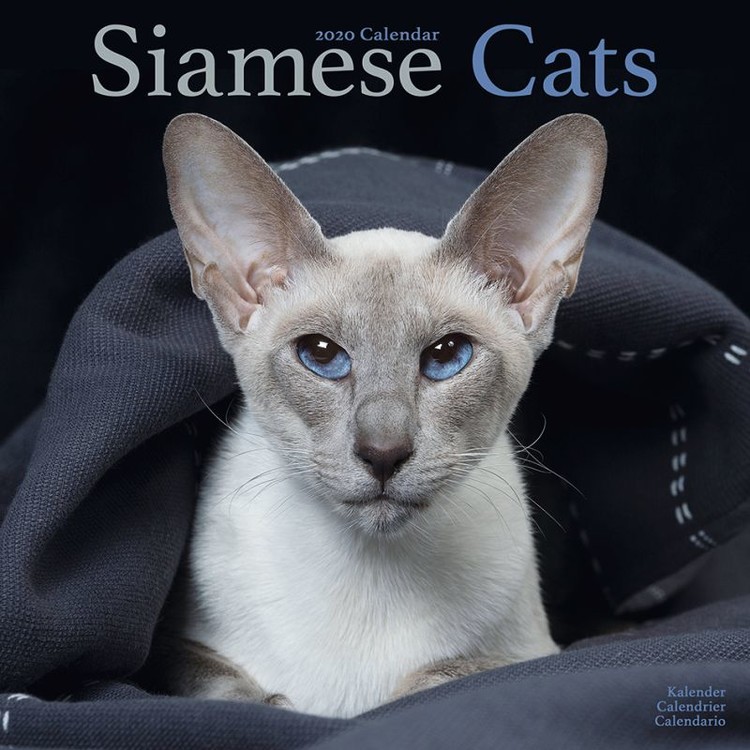 Календар 2027 Siamese