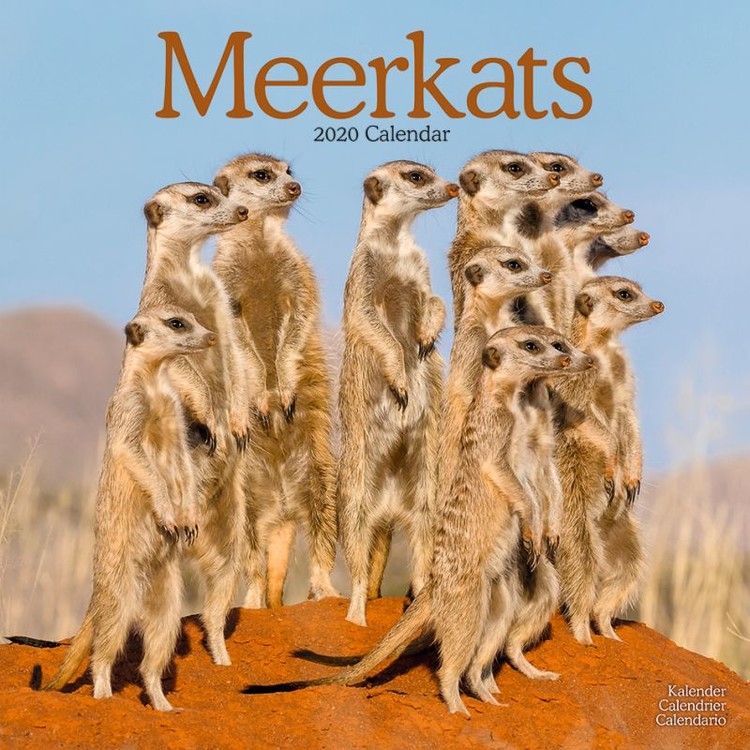 Kalenteri 2027 Meerkats