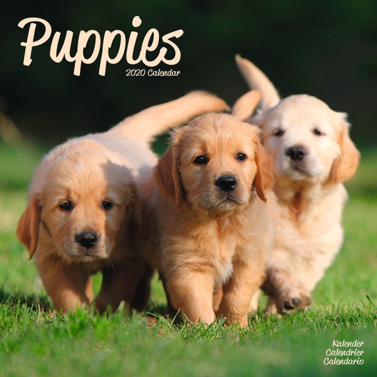 Kalenteri 2027 Puppies