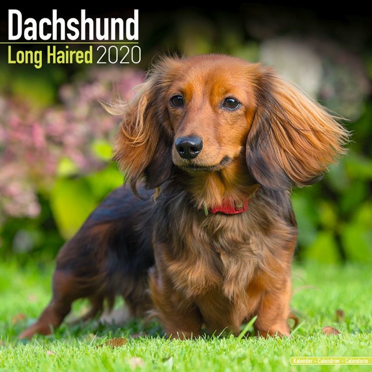 Kalenteri 2027 Dachshund
