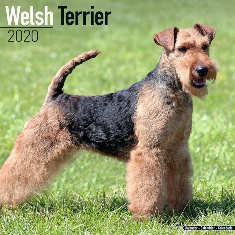Ημερολόγιο 2027 Welsh Terrier
