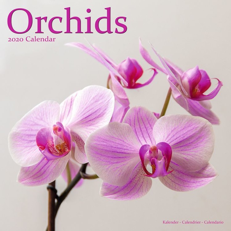 Календар 2027 Orchids