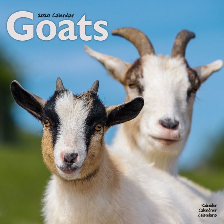Kalenteri 2027 Goats