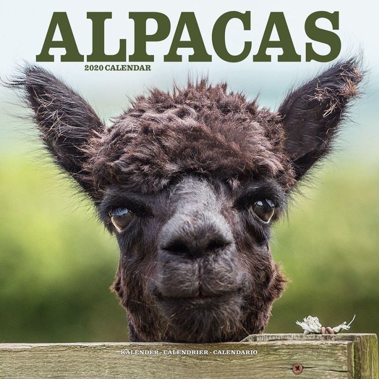 Calendar 2027 Alpacas