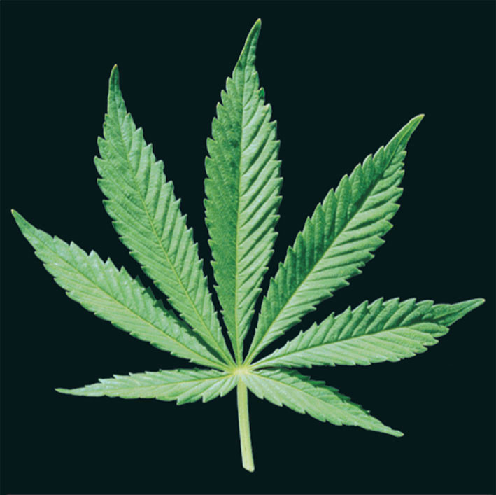Stickers CANNABIS LEAF