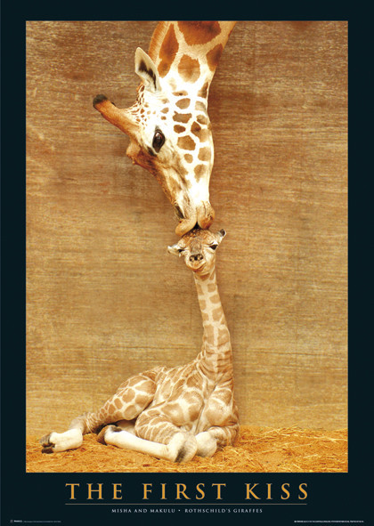 Плакат The first kiss - giraffes