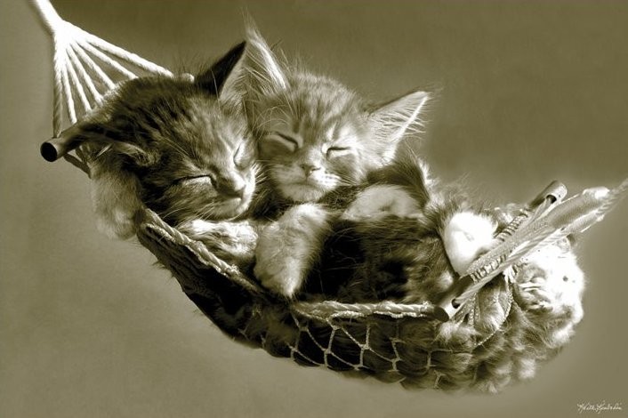 Плакат Keith Kimberlin - kittens in a hammock