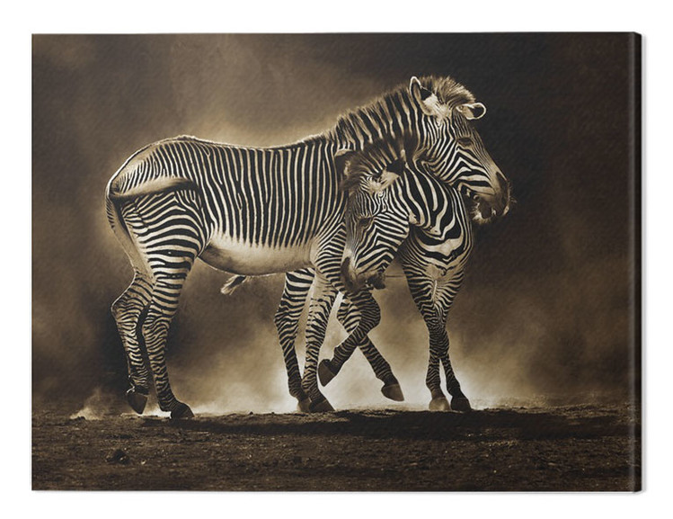 Принти на полотні Marina Cano - Zebra Grevys