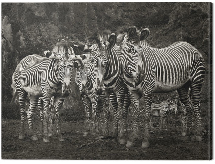 Slika na platnu Marina Cano - Zebras