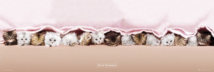 Плакат Keith Kimberlin - kittens