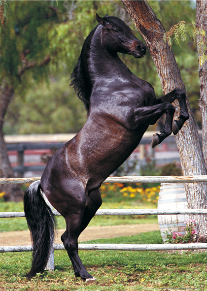 Poster Andalucian stallion