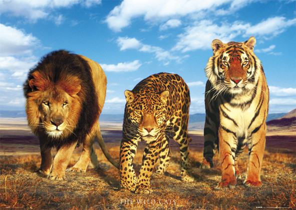 Juliste Wild cats