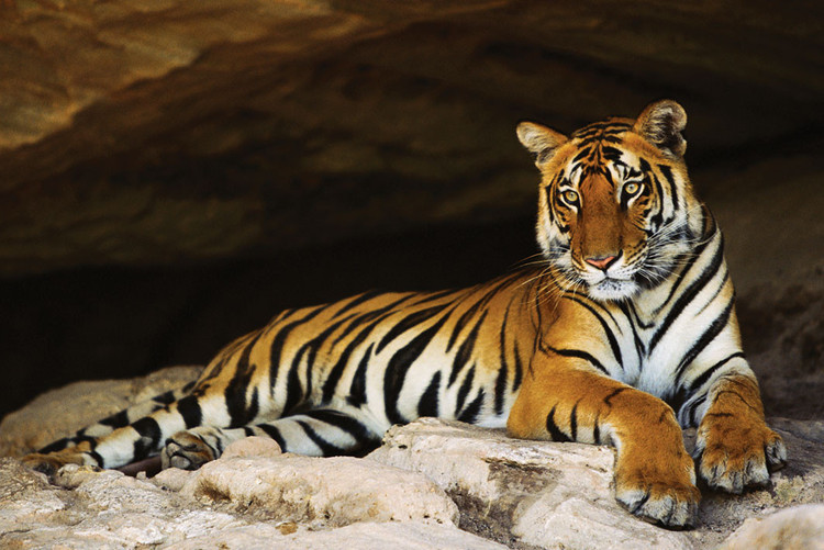 Poster Tiger's cave