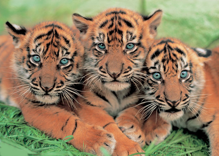 Poster Tiger cubs