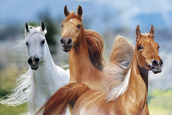 Плакат Three horses - bob langrish
