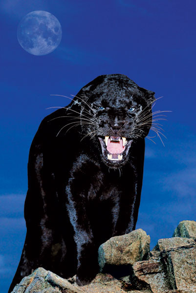 Poster Black panther - rock