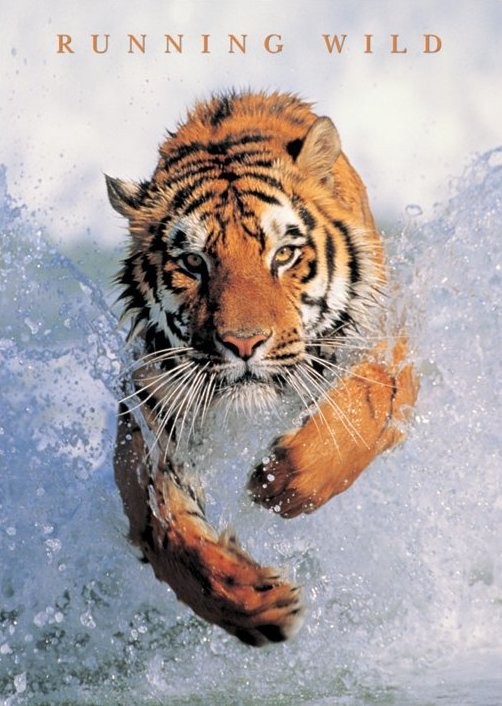 Плакат Running wild - tiger in the water
