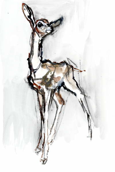 Плакат Gerenuk fawn, Sarara, 2018,