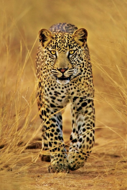 Αφίσα Leopard