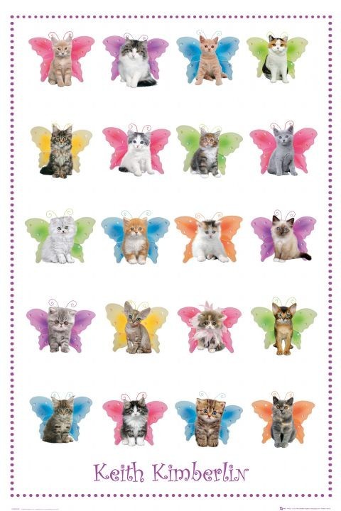 Плакат Keith Kimberlin - cats wings