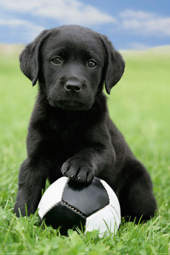 Плакат Dog - labrador football