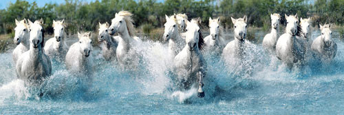 Плакат Camar gue horses