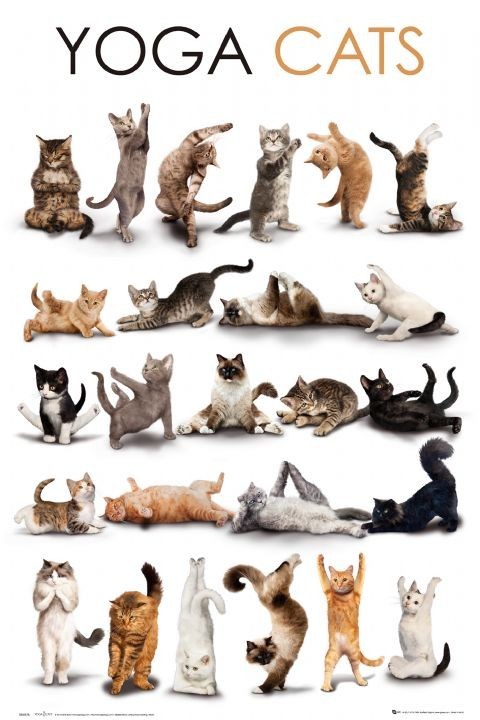 Плакат Yoga cats
