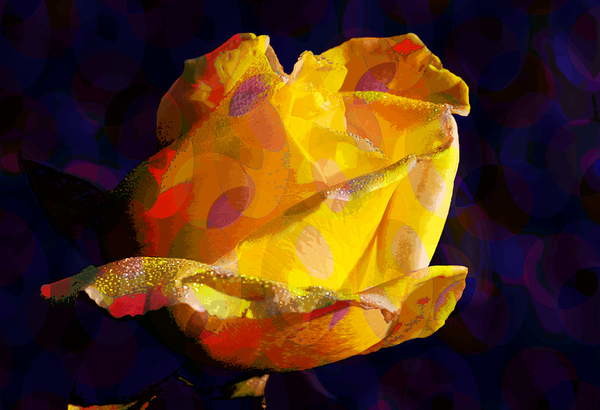 Плакат Yellow Rose