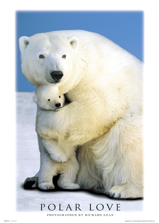 Плакат Polar love – bears