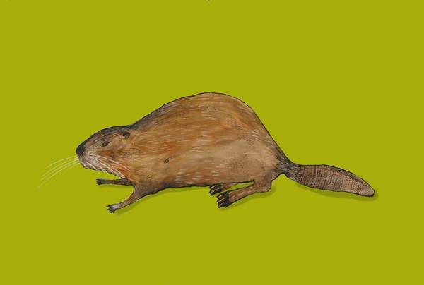 Плакат Beaver