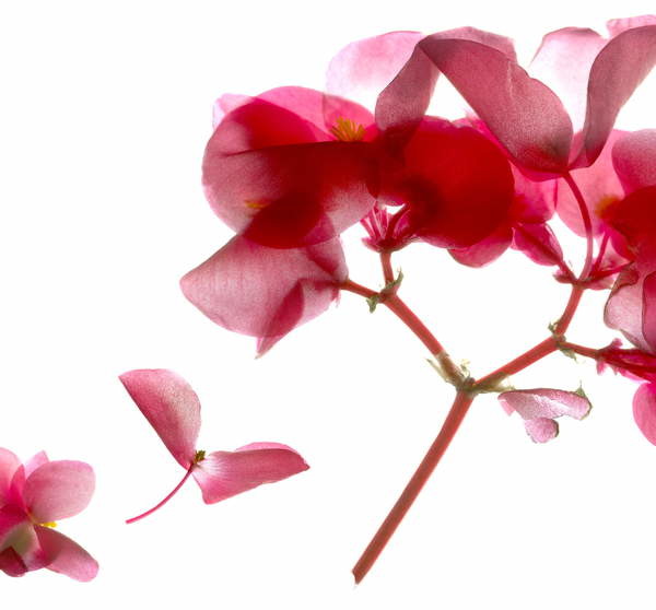 Sticker Begonia Pink VII