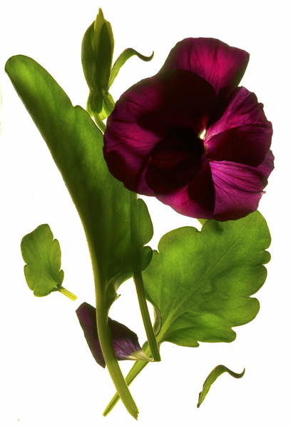 Плакат Pansy Purple, 2014,