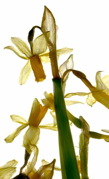 Плакат Daffodil Stand