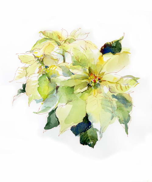 Плакат White Poinsettia, 2014,