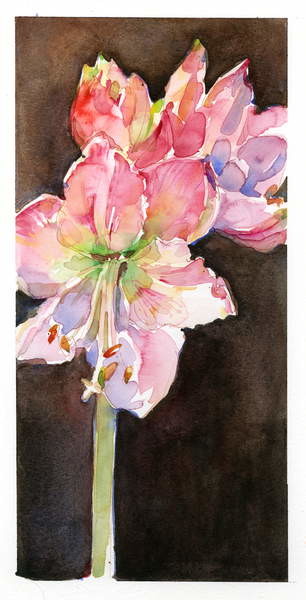 Плакат Amaryllis with brown background, 2015,