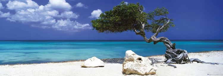 Плакат Divi divi tree - Tom Mackie