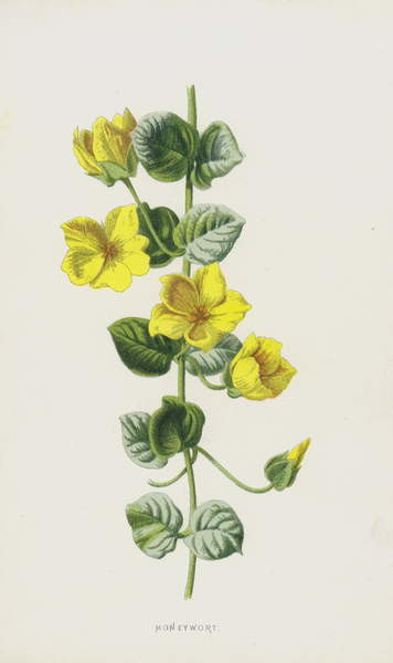 Плакат Moneywort