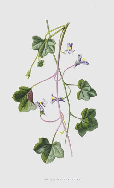 Плакат Ivy-Leaved Toad-Flax