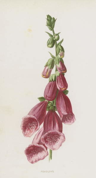 Плакат Foxglove