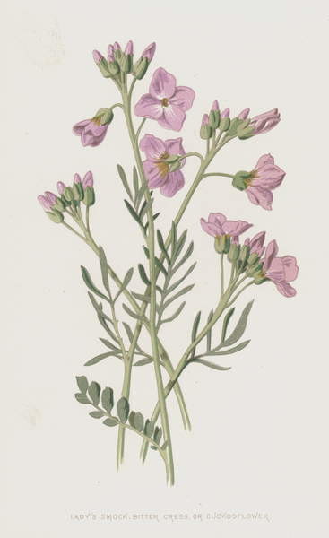 Плакат Lady's Smock, Bitter Cress, or Cuckooflower
