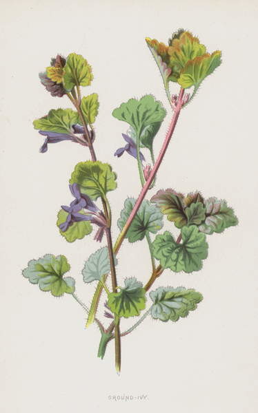 Плакат Ground-Ivy