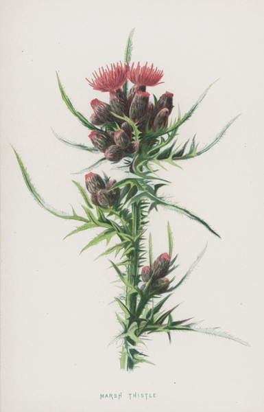 Плакат Marsh Thistle